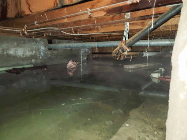 Best Basement water damage restoration  in Lazy Mountain, AK